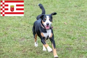 Read more about the article Entlebucher Mountain Dog Breeder and Puppies in Bremen