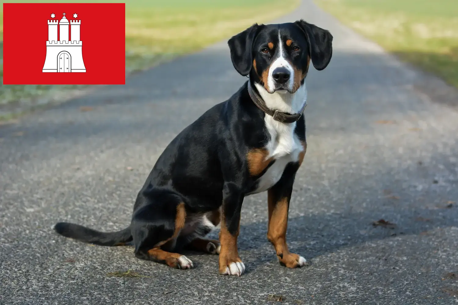 Read more about the article Entlebucher Mountain Dog Breeder and Puppies in Hamburg