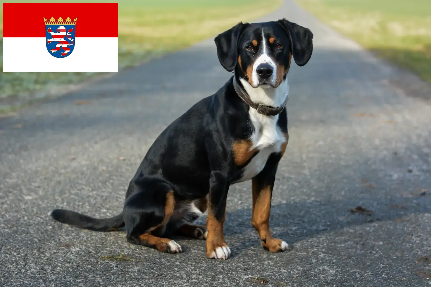 Read more about the article Entlebucher Mountain Dog Breeder and Puppies in Hessen