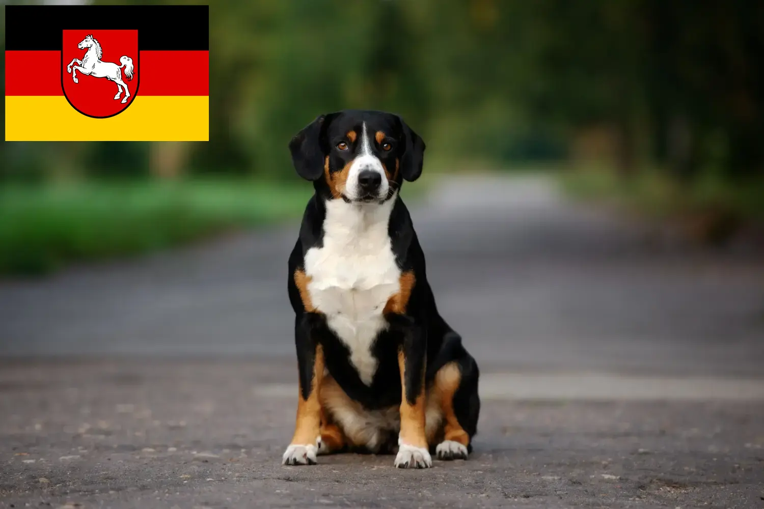 Read more about the article Entlebucher Mountain Dog Breeder and Puppies in Lower Saxony