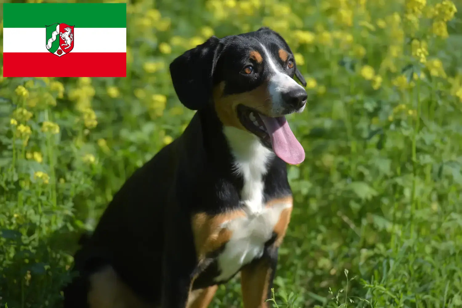 Read more about the article Entlebucher Mountain Dog Breeder and Puppies in North Rhine-Westphalia