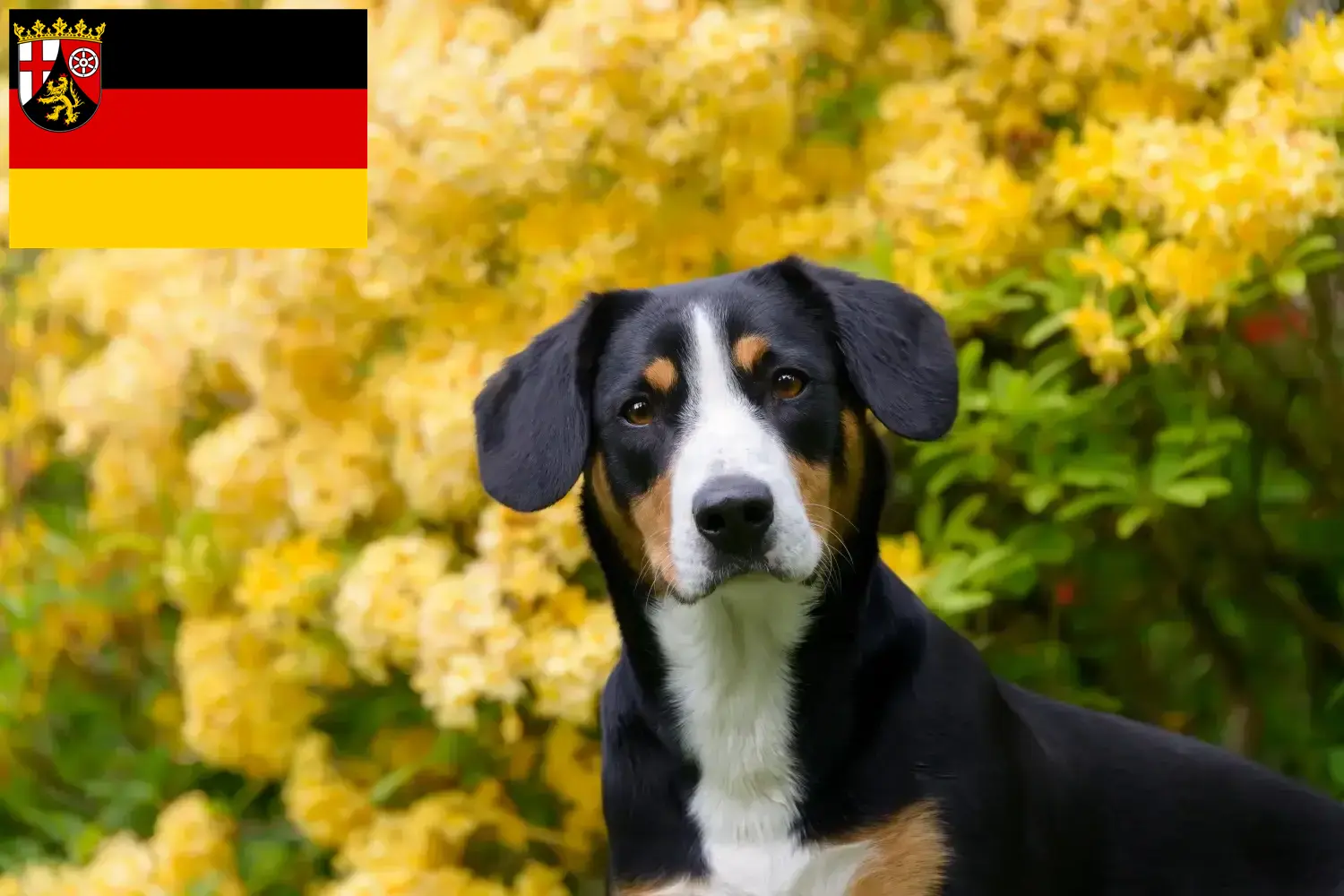 Read more about the article Entlebucher Mountain Dog Breeder and Puppies in Rhineland-Palatinate
