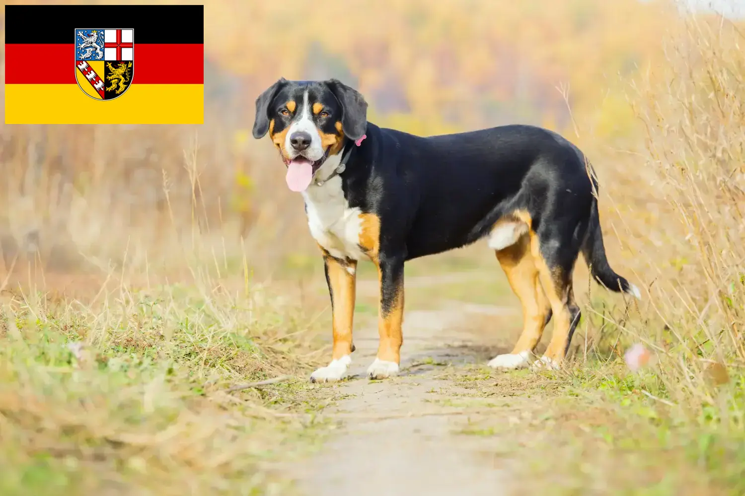 Read more about the article Entlebuch Mountain Dog Breeder and Puppies in Saarland
