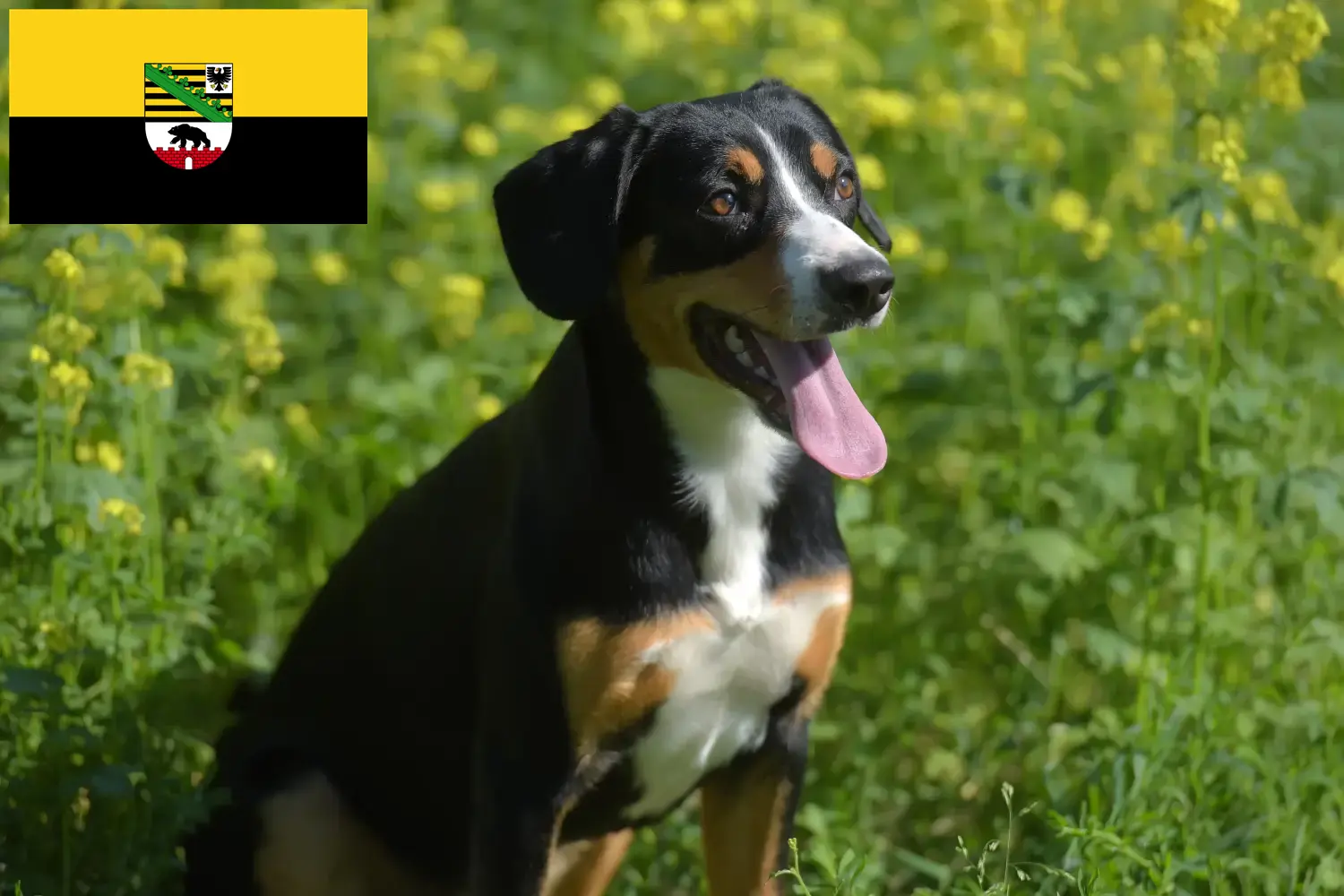 Read more about the article Entlebucher Mountain Dog Breeder and Puppies in Saxony-Anhalt