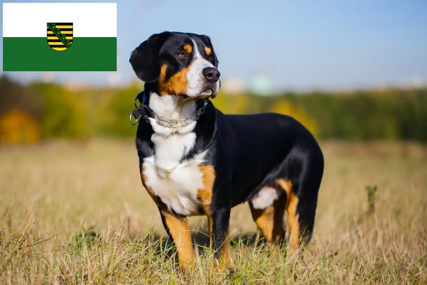 Read more about the article Entlebucher Mountain Dog Breeder and Puppies in Saxony