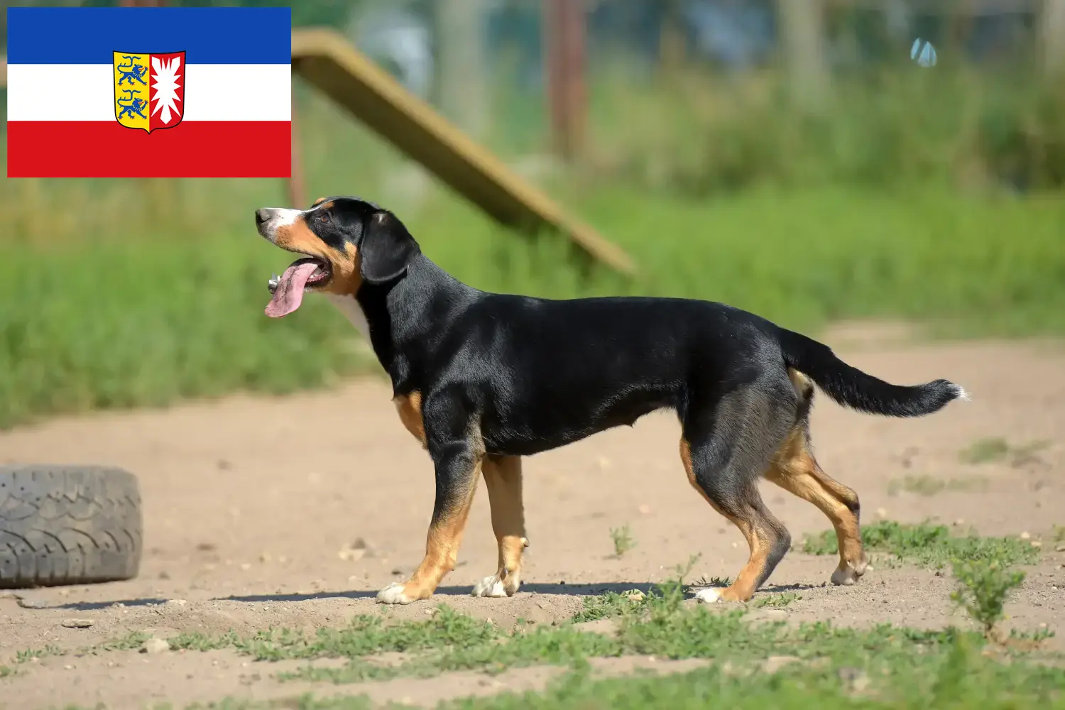 Read more about the article Entlebucher Mountain Dog Breeder and Puppies in Schleswig-Holstein