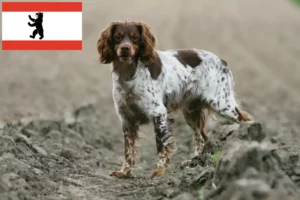 Read more about the article Epagneul Breton breeders and puppies in Berlin