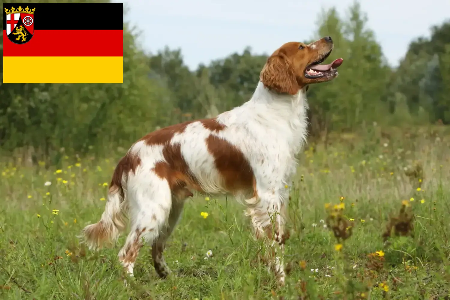 Epagneul Breton Archives Dogweb Co Uk   Epagneul Breton Breeder Puppies Rhineland Palatinate Picture.webp