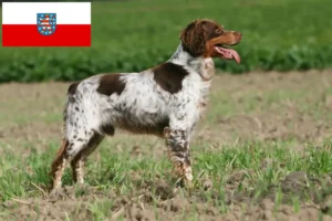 Read more about the article Epagneul Breton breeders and puppies in Thuringia