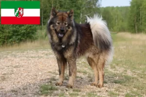 Read more about the article Eurasier breeders and puppies in North Rhine-Westphalia