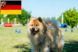 Read more about the article Eurasier breeders and puppies in Rhineland-Palatinate