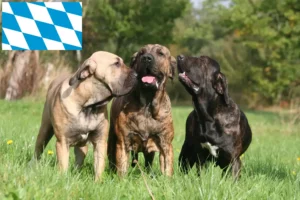 Read more about the article Fila Brasileiro breeders and puppies in Bavaria