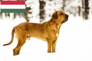 Read more about the article Fila Brasileiro breeders and puppies in Hungary