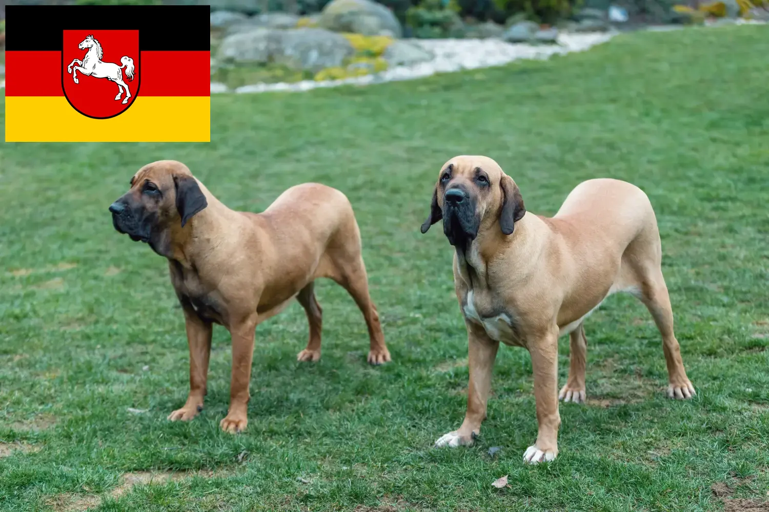 Read more about the article Fila Brasileiro breeders and puppies in Lower Saxony