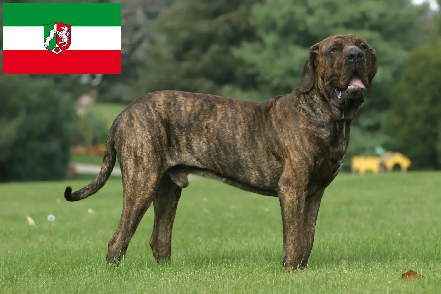 Read more about the article Fila Brasileiro breeders and puppies in North Rhine-Westphalia