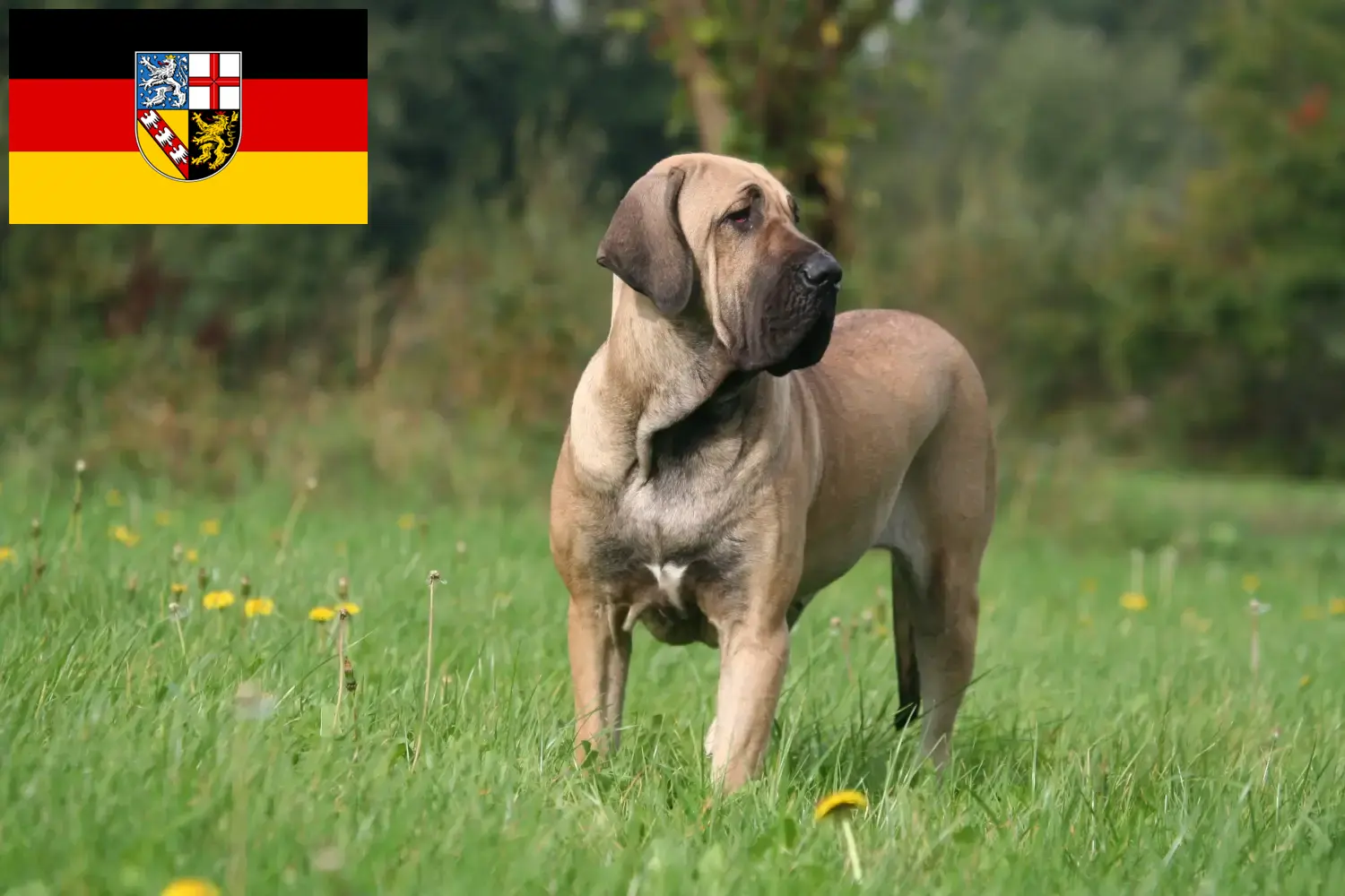 Read more about the article Fila Brasileiro breeders and puppies in Saarland
