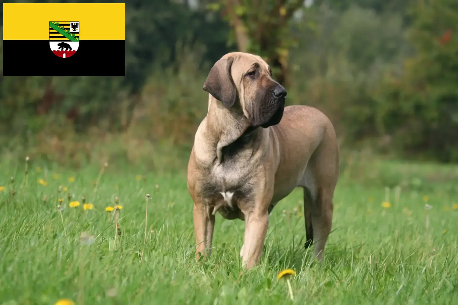 Read more about the article Fila Brasileiro breeders and puppies in Saxony-Anhalt