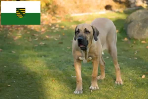 Read more about the article Fila Brasileiro breeders and puppies in Saxony