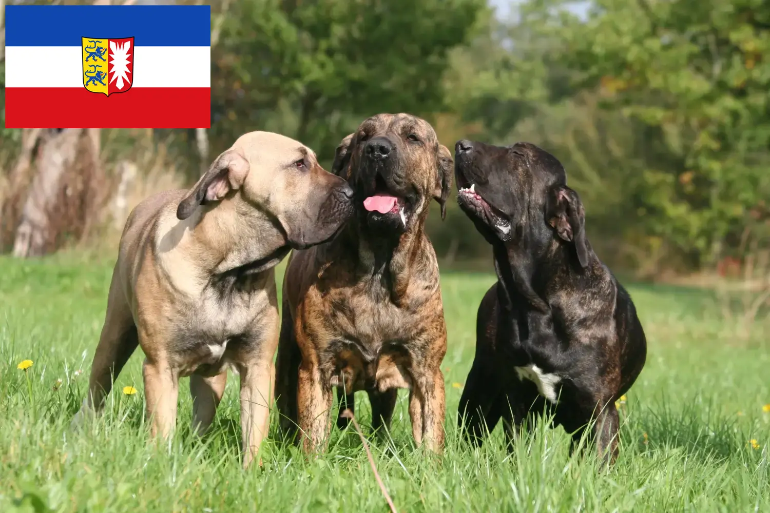 Read more about the article Fila Brasileiro breeders and puppies in Schleswig-Holstein
