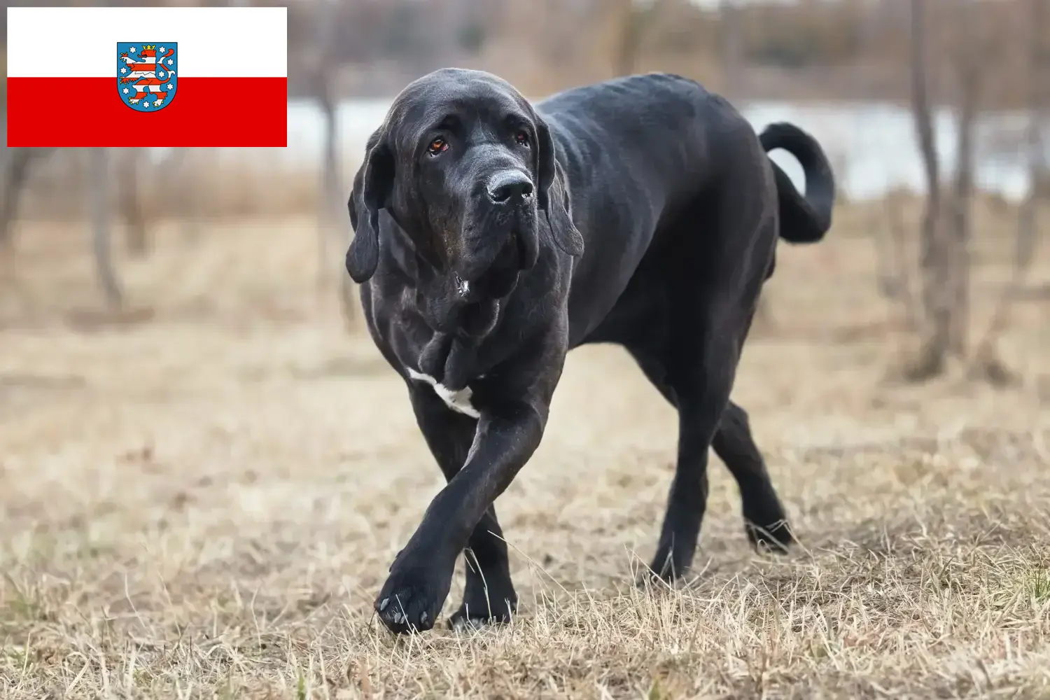 Read more about the article Fila Brasileiro breeders and puppies in Thuringia