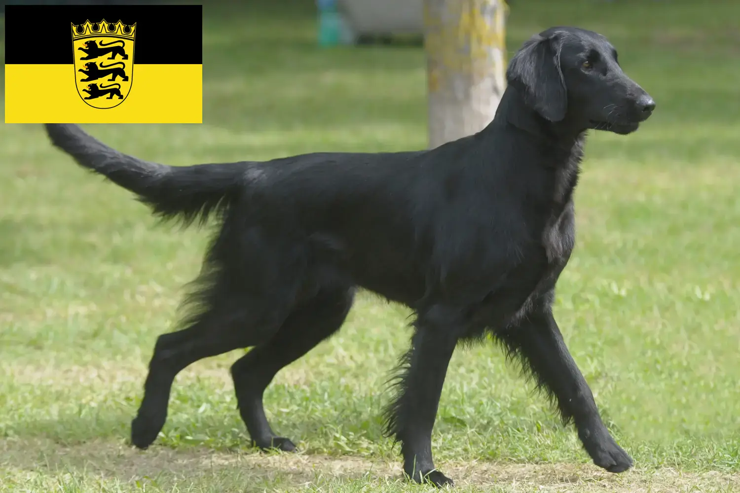 Read more about the article Flat Coated Retriever breeders and puppies in Baden-Württemberg