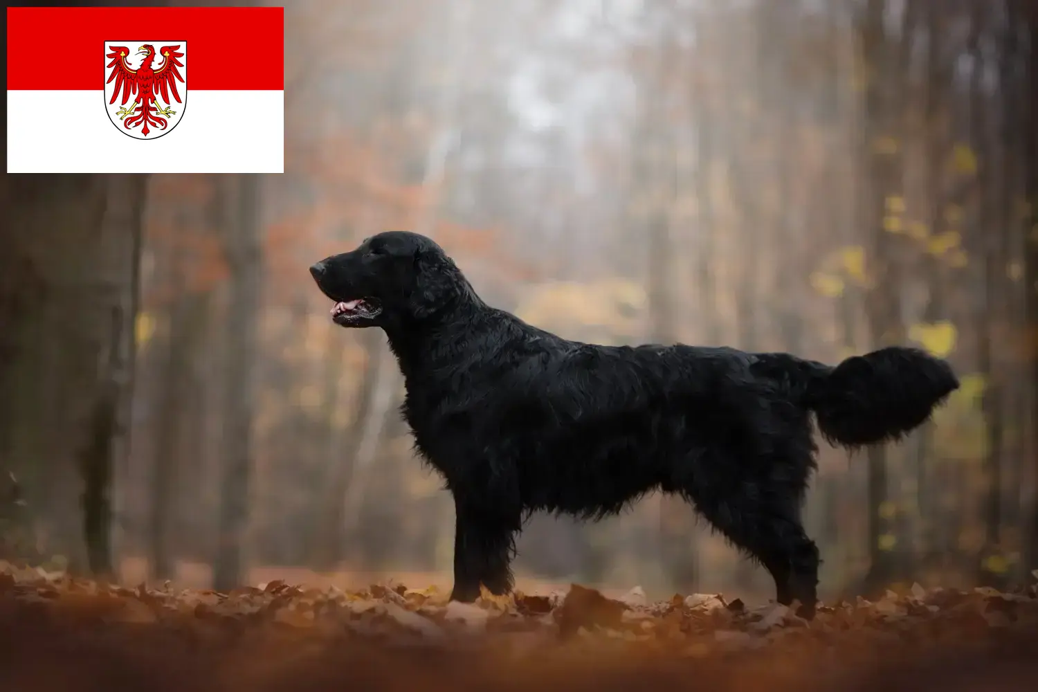 Read more about the article Flat Coated Retriever breeders and puppies in Brandenburg