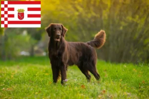 Read more about the article Flat Coated Retriever breeders and puppies in Bremen