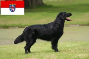 Read more about the article Flat Coated Retriever breeders and puppies in Hessen