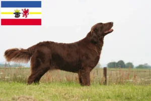 Read more about the article Flat Coated Retriever breeders and puppies in Mecklenburg-Vorpommern