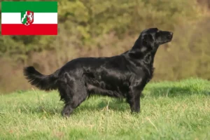 Read more about the article Flat Coated Retriever breeders and puppies in North Rhine-Westphalia