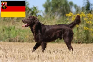 Read more about the article Flat Coated Retriever breeders and puppies in Rhineland-Palatinate