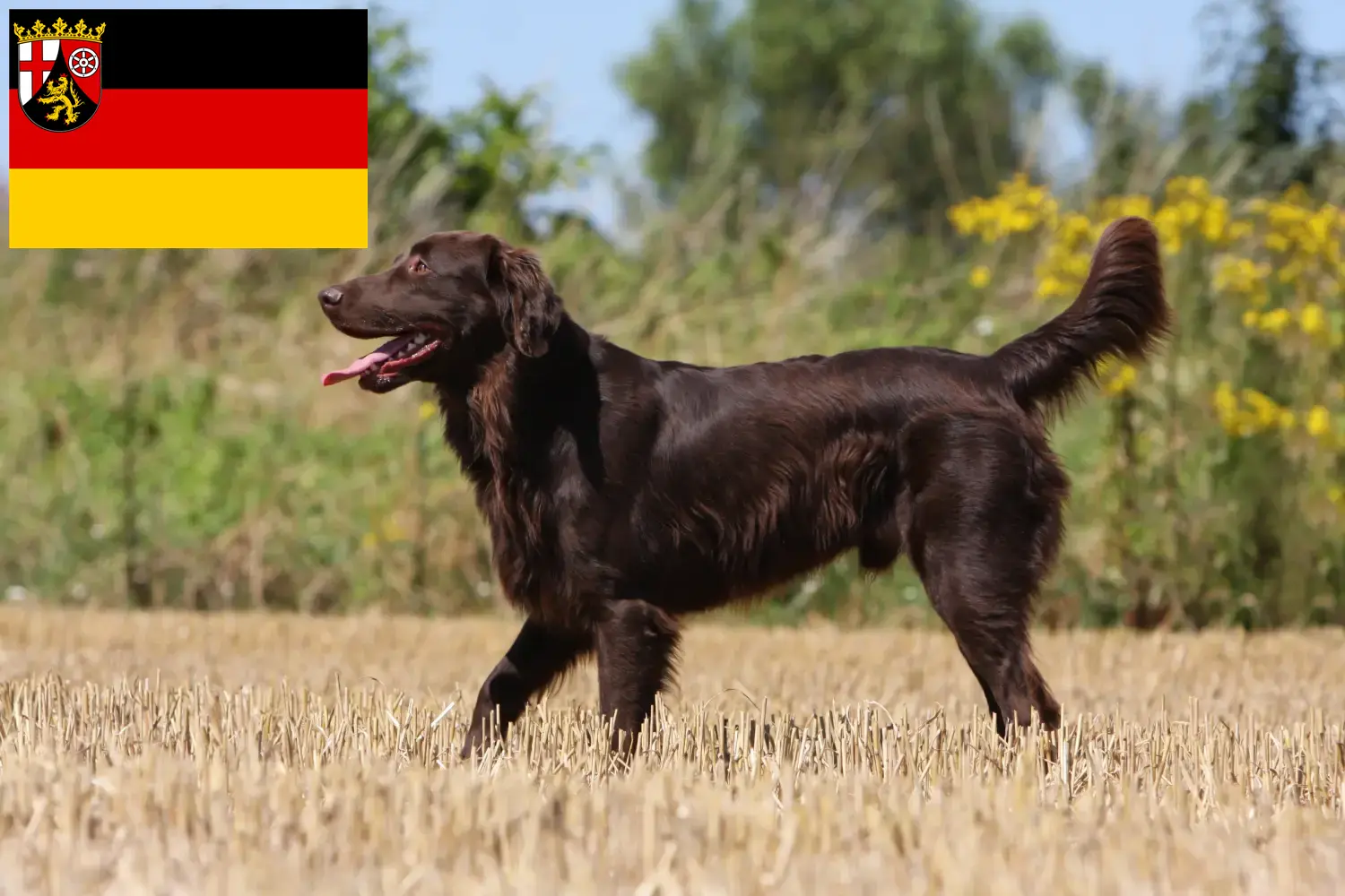 Read more about the article Flat Coated Retriever breeders and puppies in Rhineland-Palatinate