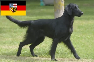 Read more about the article Flat Coated Retriever breeders and puppies in Saarland