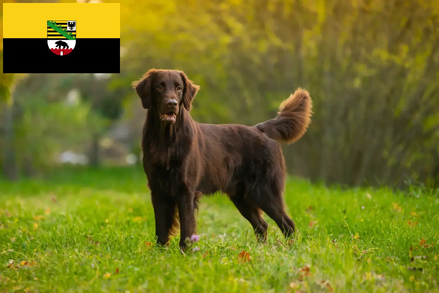 Read more about the article Flat Coated Retriever breeders and puppies in Saxony-Anhalt