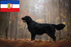 Read more about the article Flat Coated Retriever breeders and puppies in Schleswig-Holstein