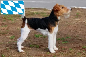Read more about the article Fox Terrier breeders and puppies in Bavaria