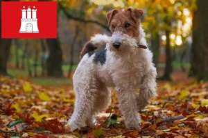 Read more about the article Fox Terrier breeders and puppies in Hamburg