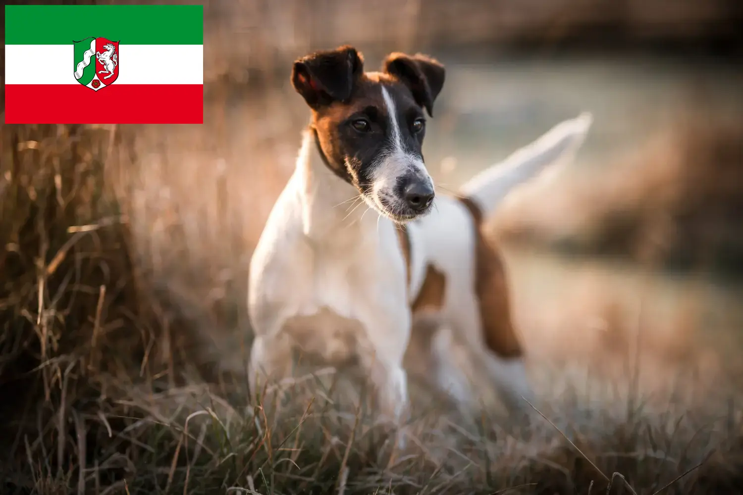 Read more about the article Fox Terrier breeders and puppies in North Rhine-Westphalia