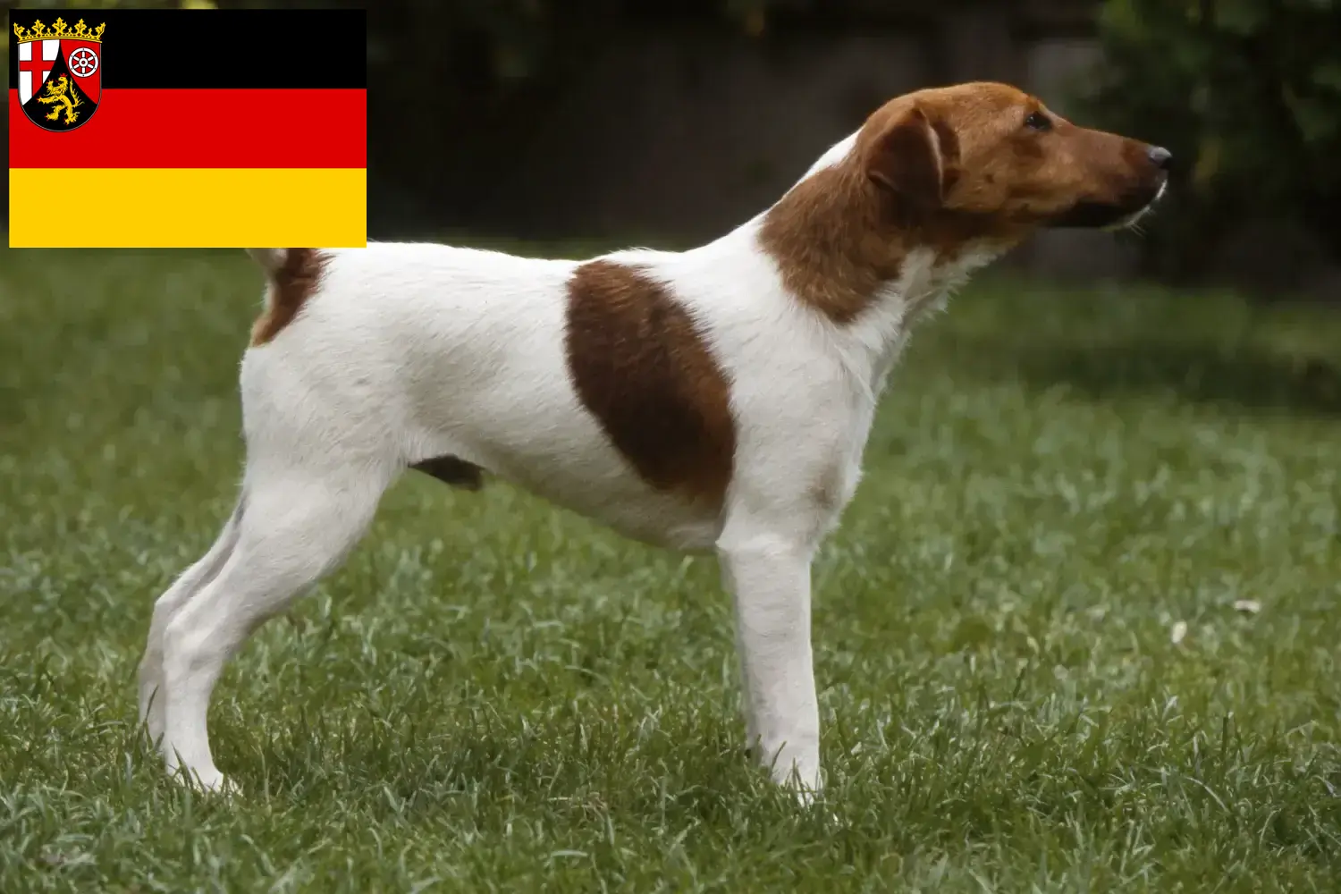 Read more about the article Fox Terrier breeders and puppies in Rhineland-Palatinate