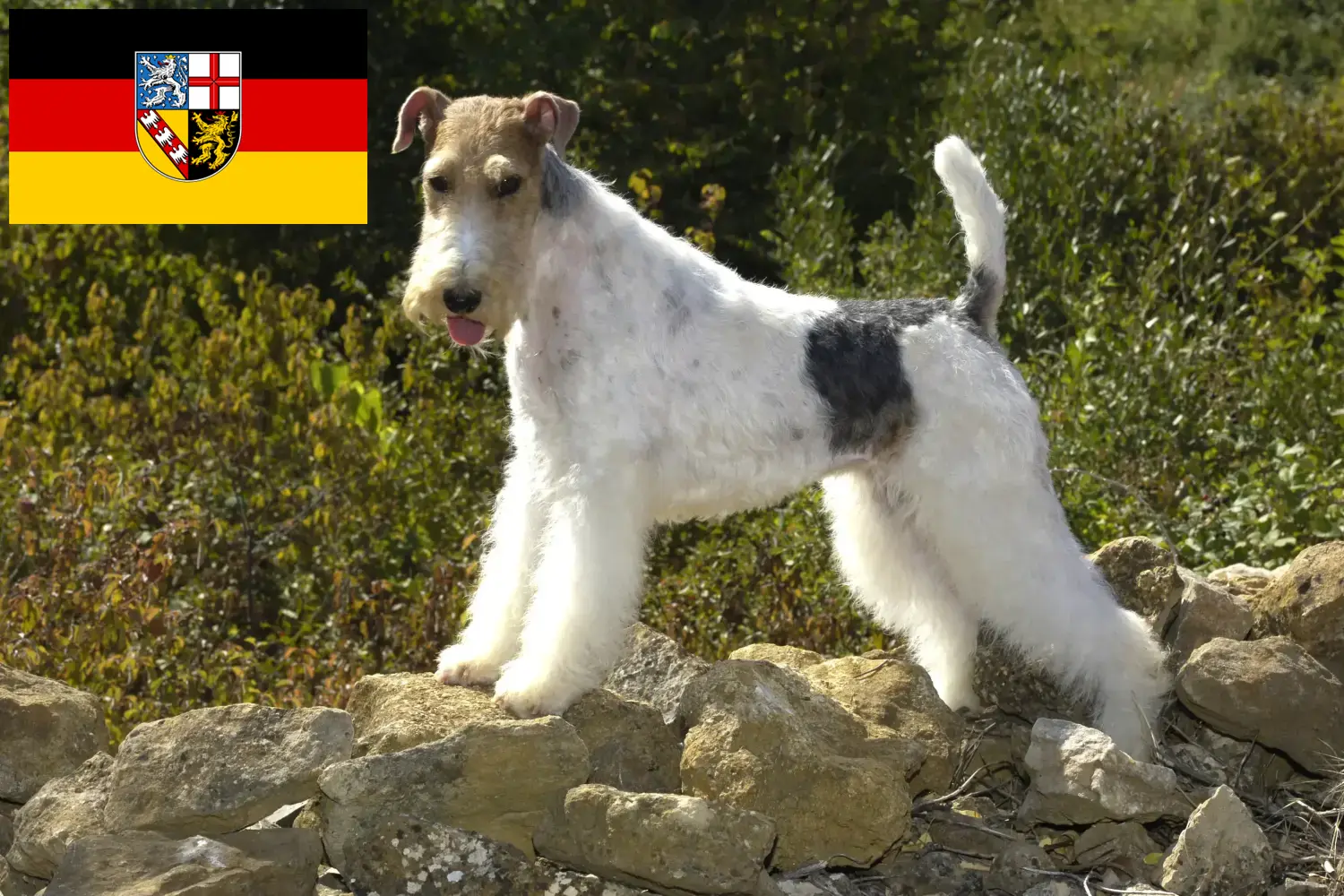 Read more about the article Fox Terrier breeders and puppies in Saarland