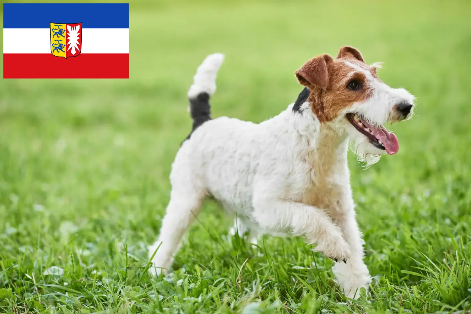Read more about the article Fox Terrier breeders and puppies in Schleswig-Holstein