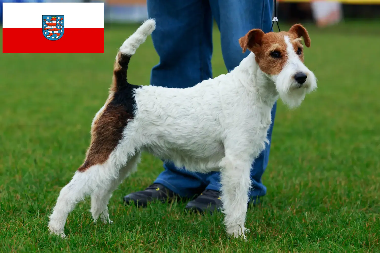 Read more about the article Fox Terrier breeders and puppies in Thuringia