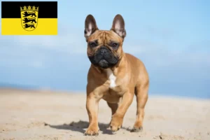 Read more about the article French Bulldog breeders and puppies in Baden-Württemberg