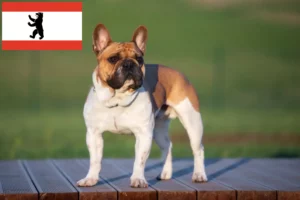 Read more about the article French Bulldog breeders and puppies in Berlin