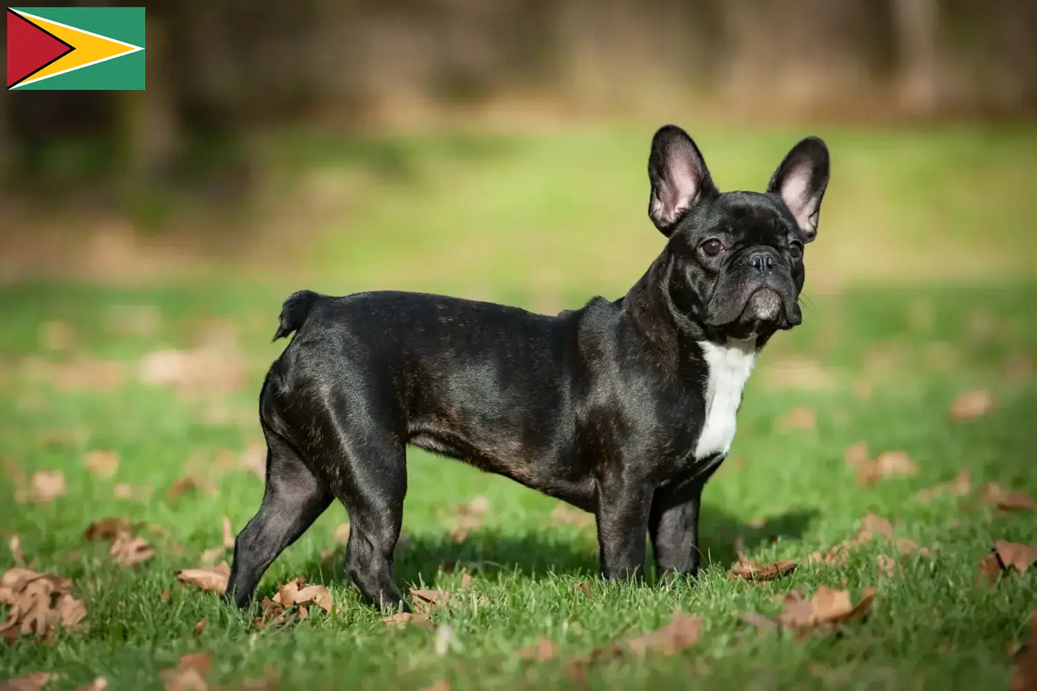 Read more about the article French Bulldog breeders and puppies in Guyana