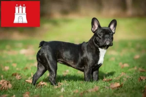 Read more about the article French Bulldog breeders and puppies in Hamburg