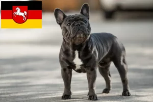 Read more about the article French Bulldog breeders and puppies in Lower Saxony