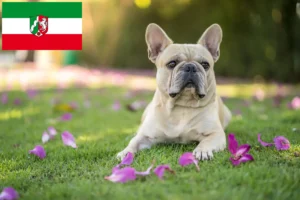 Read more about the article French Bulldog breeders and puppies in North Rhine-Westphalia