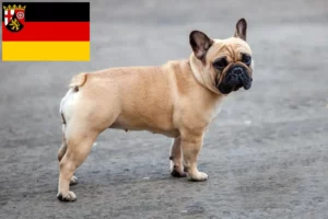 Read more about the article French Bulldog breeders and puppies in Rhineland-Palatinate