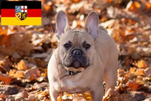 Read more about the article French Bulldog breeders and puppies in Saarland